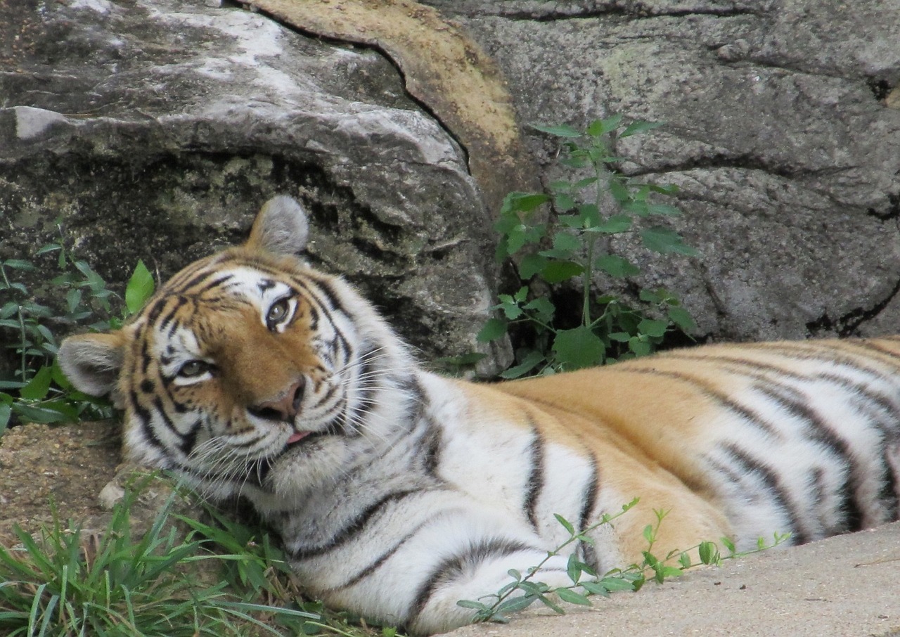 Image - tiger relaxing resting wildlife