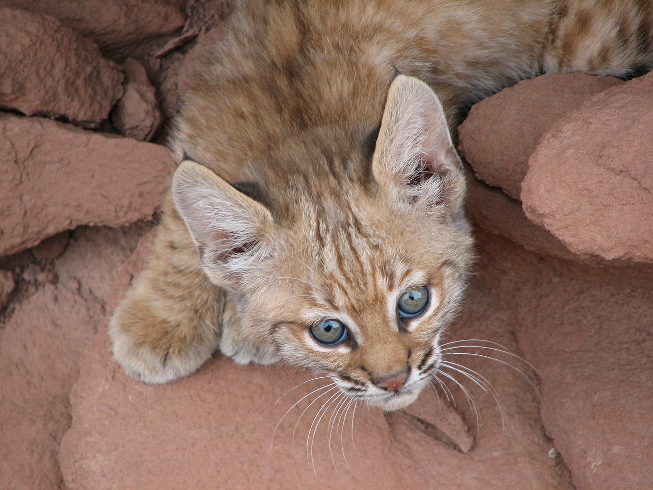 Image - baby bobcat portrait lynx wildlife