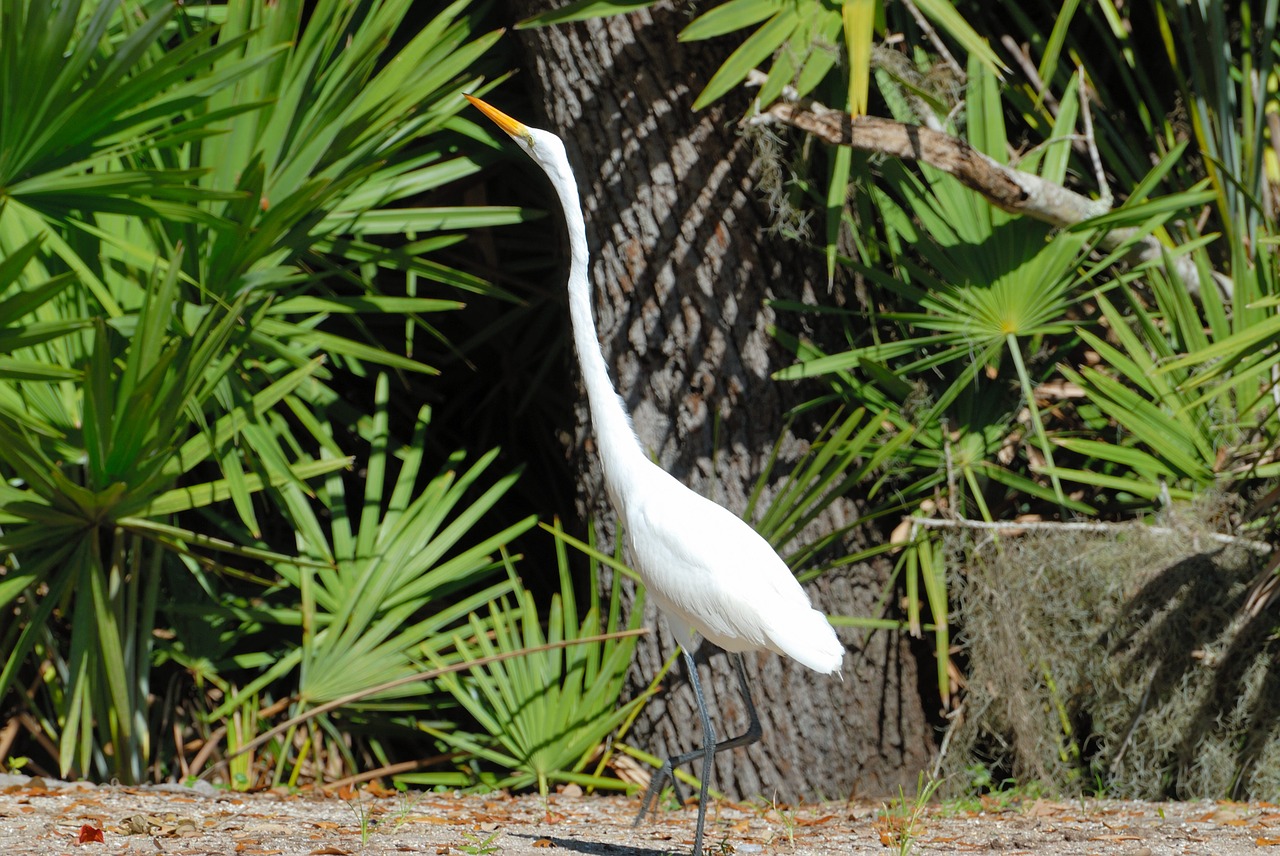 Image - great white heron tropical bird