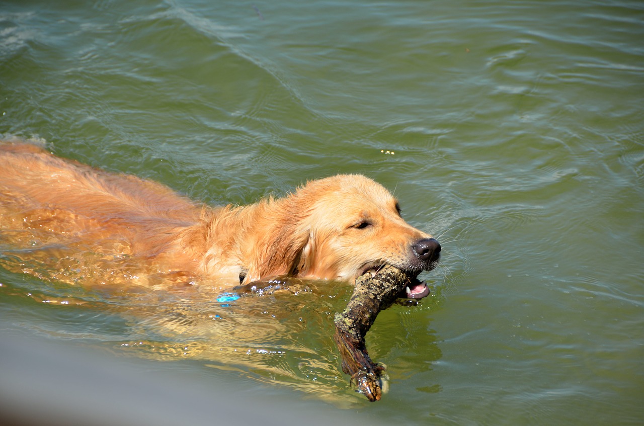 Image - golden retriever fetching stick