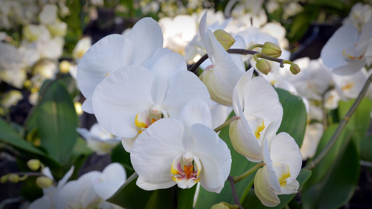 Image - orchid flower blossom bloom white