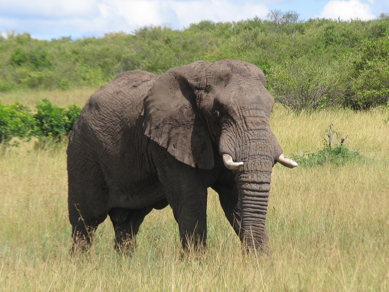 Image - kenya maasai mara elephant