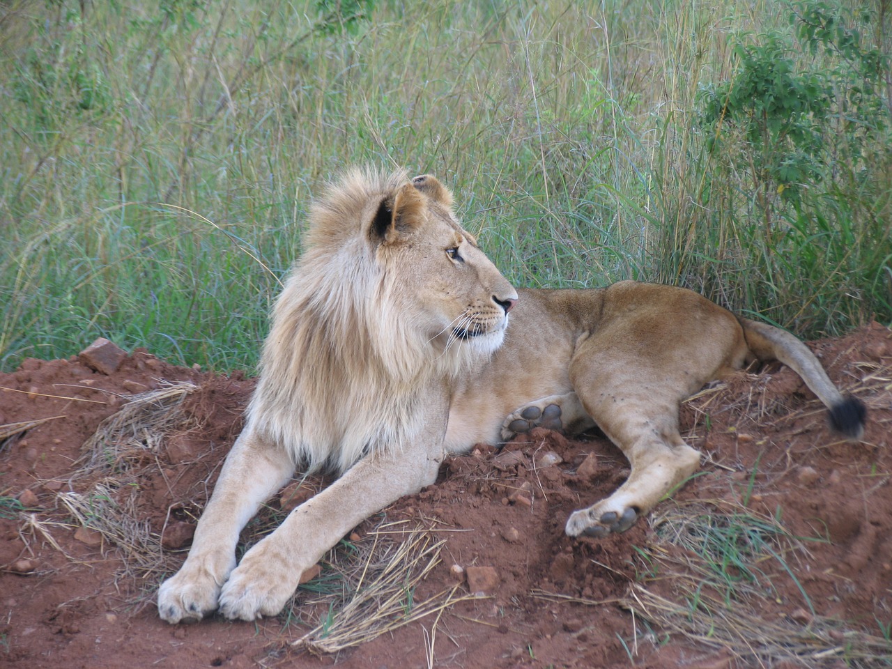 Image - kenya maasai mara lion