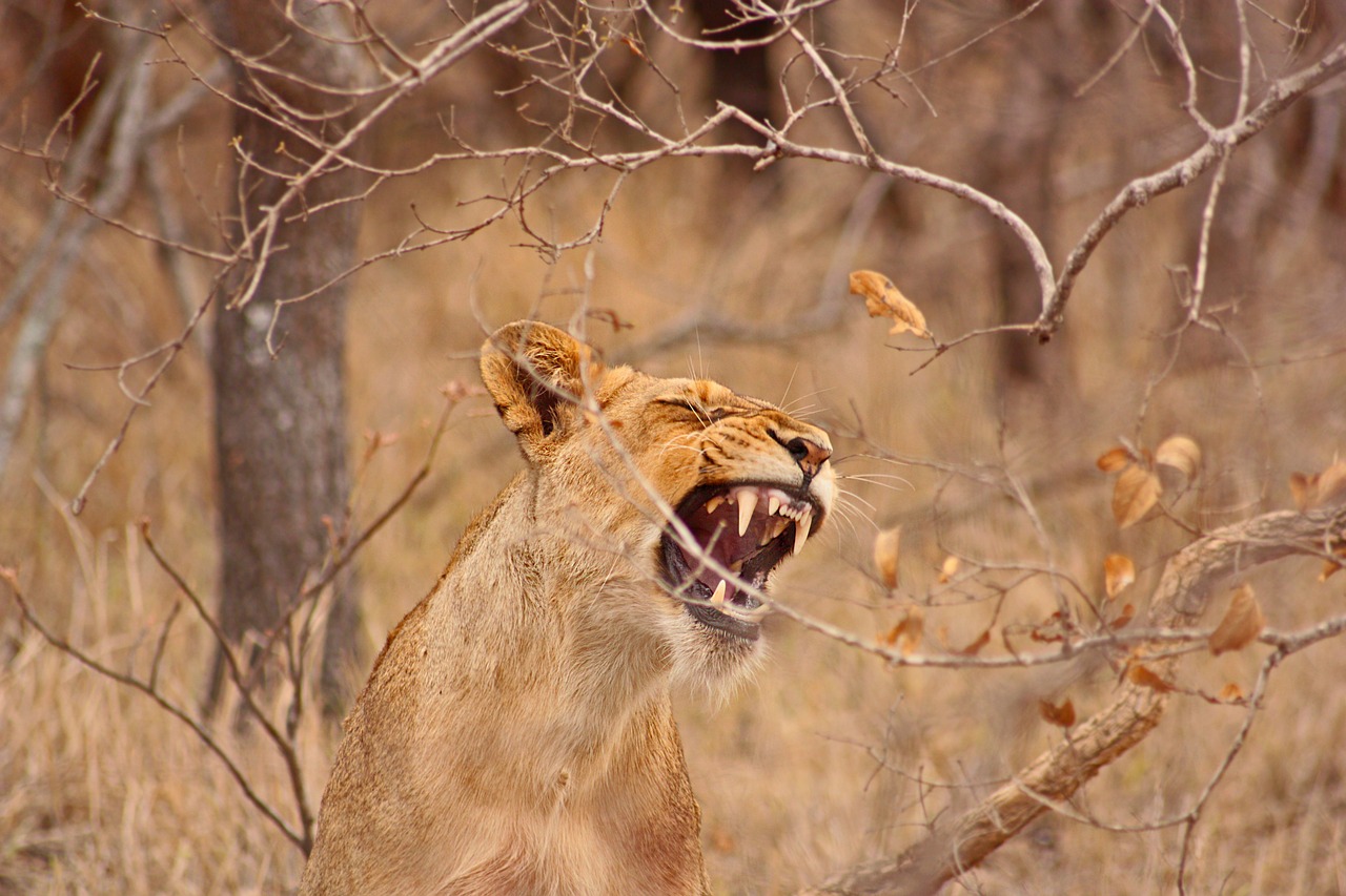 Image - leo lioness safari south africa