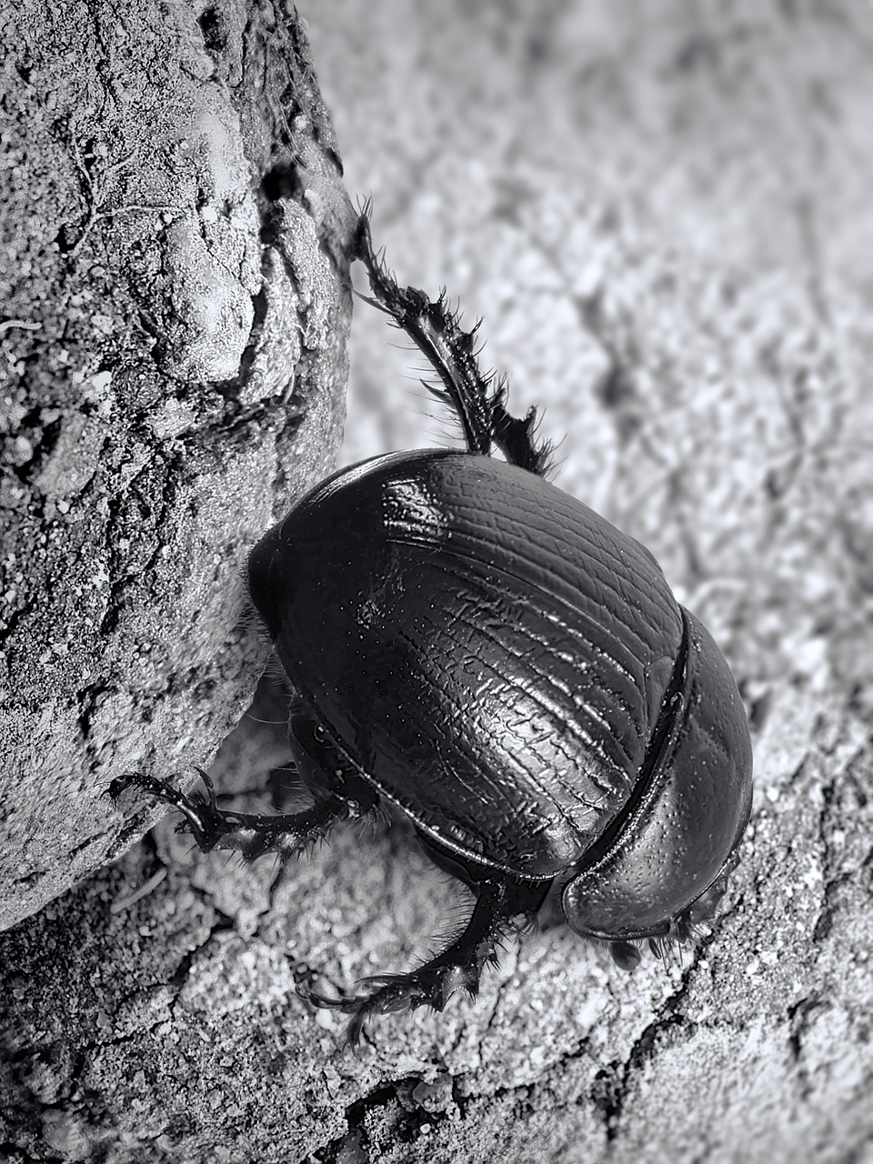 Image - dung beetle scarab insect beetle