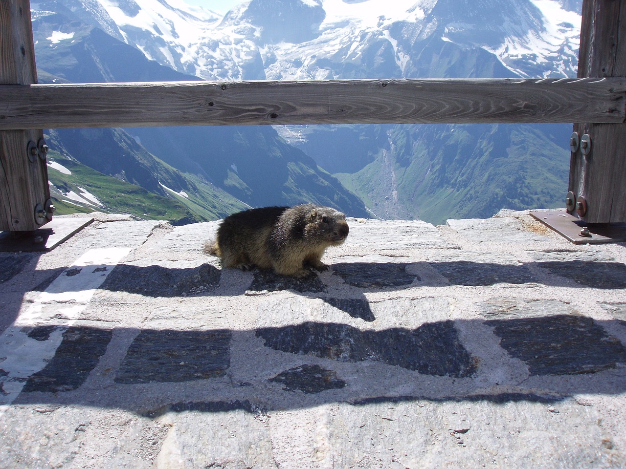 Image - marmot marmot on grossglockner