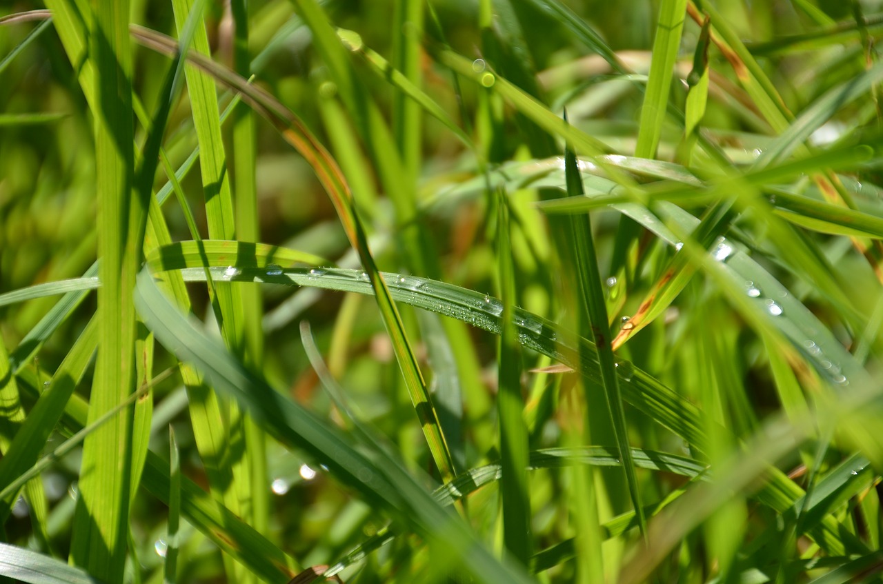 Image - grass green nature background drip