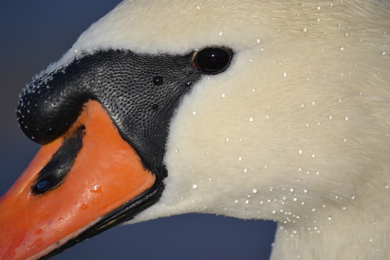 Image - swan animal baltic sea close bill