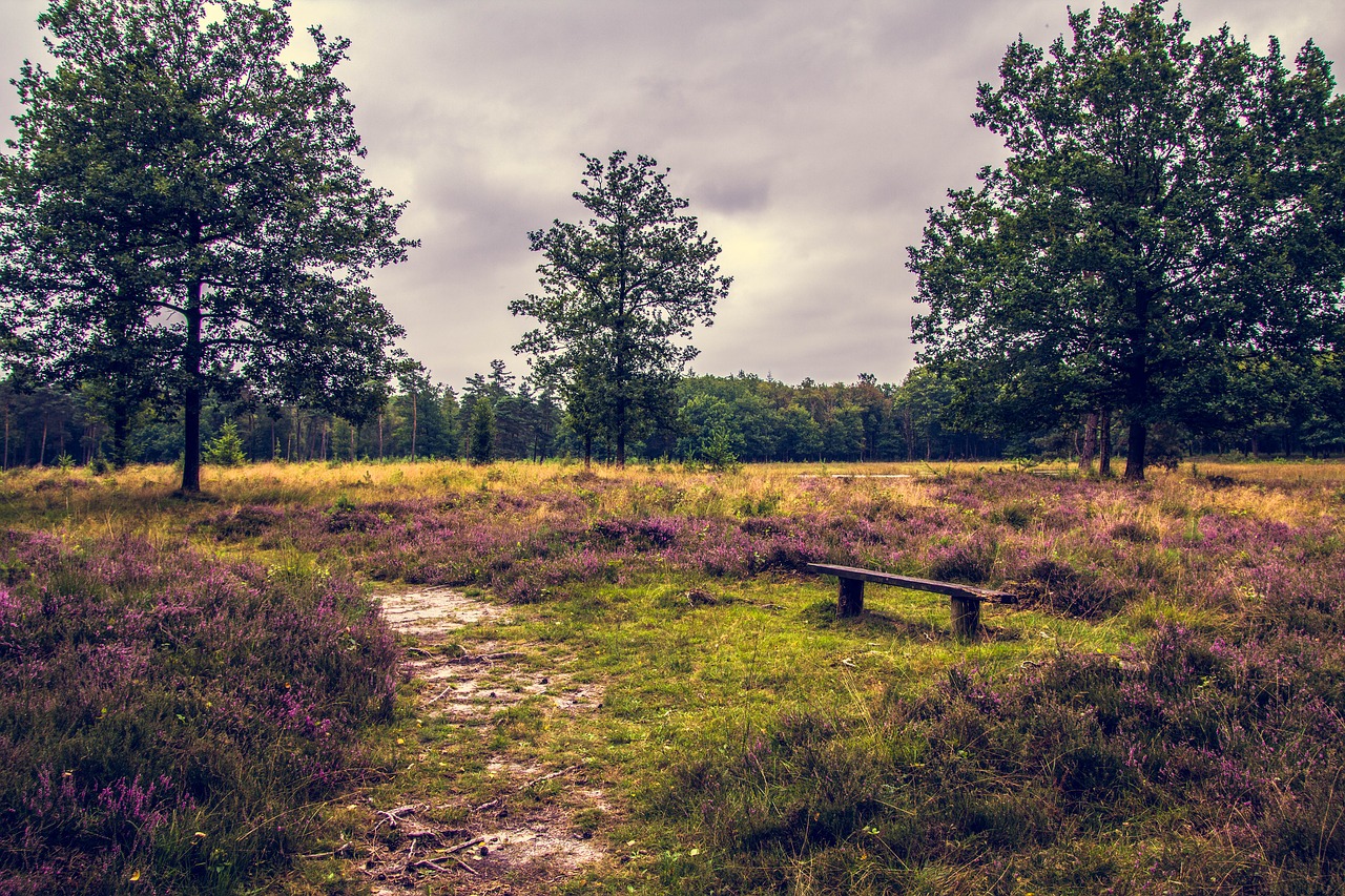 Image - bench nature forest purple