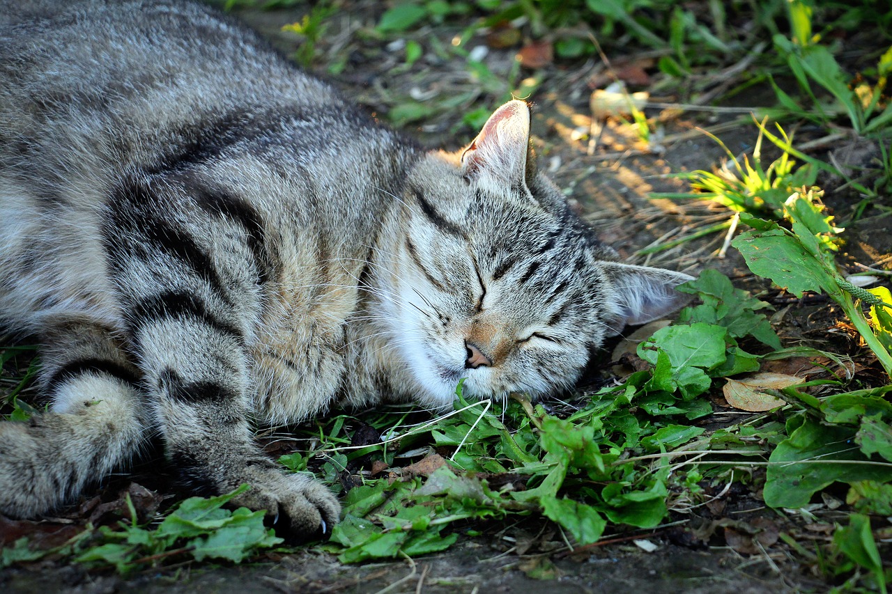 Image - housecat pet dream grey snout