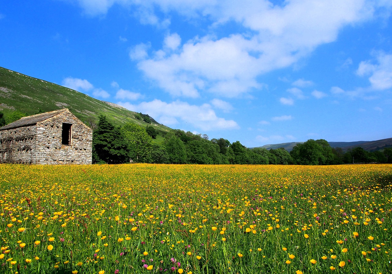 Image - meadows in flower stone barn dales