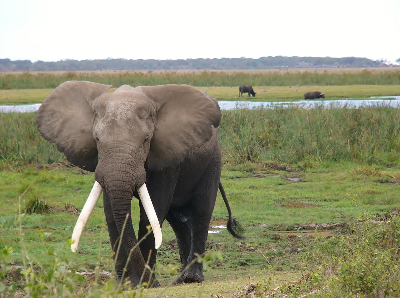 Image - amboseli national park kenya