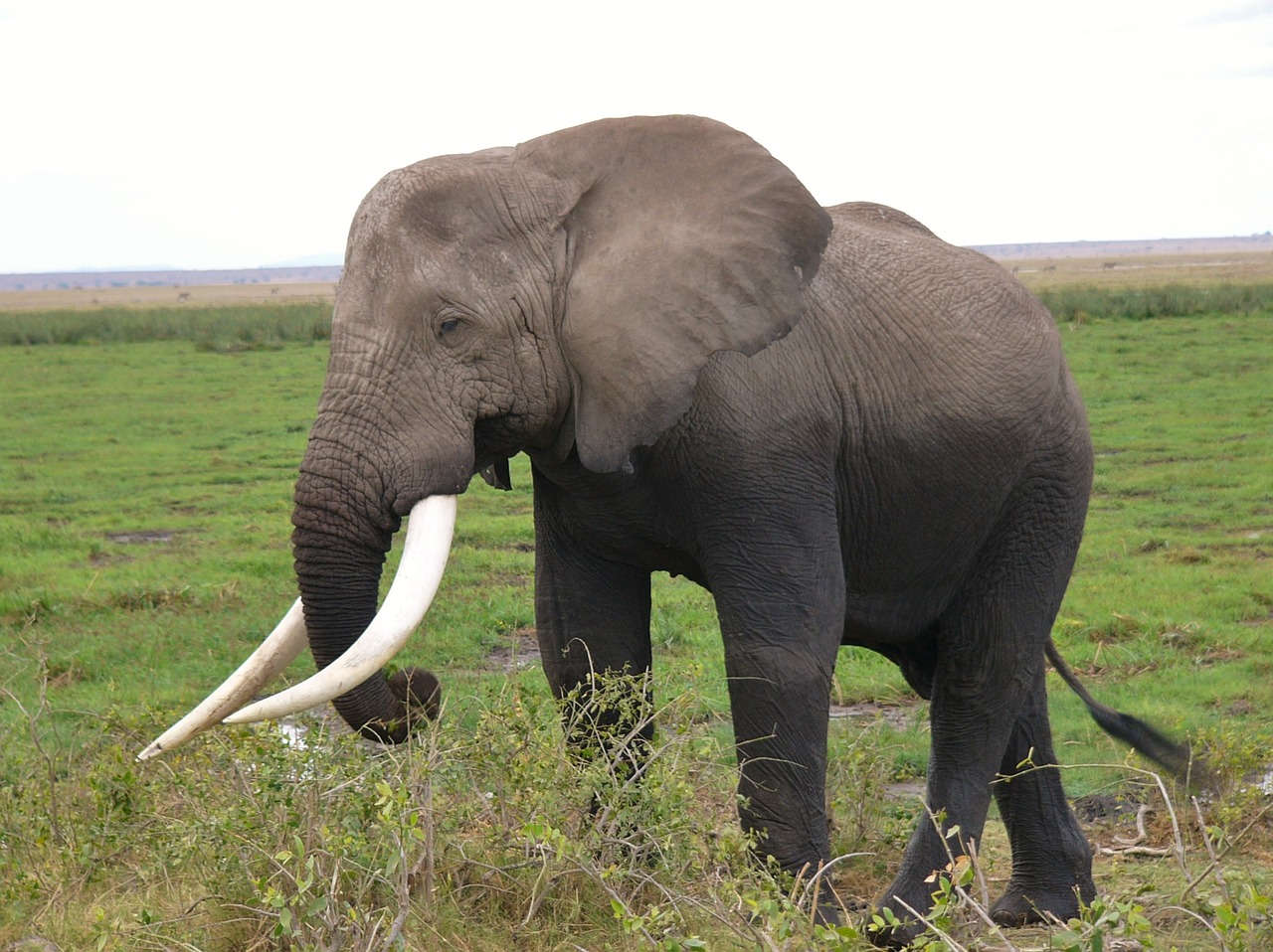 Image - amboseli national park kenya