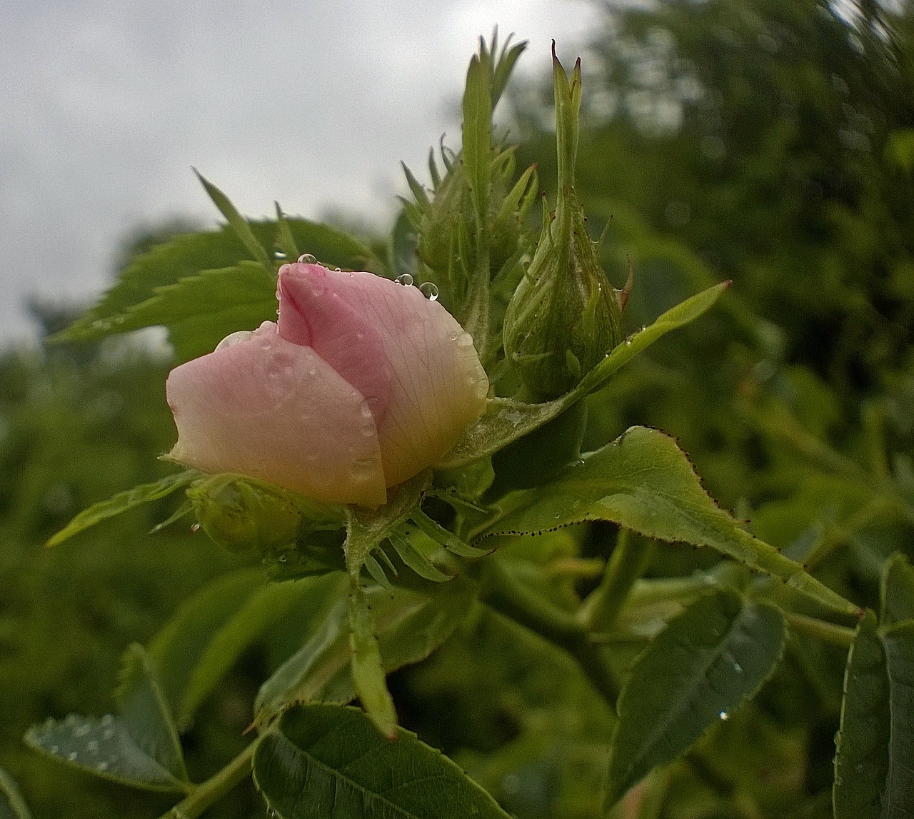 Image - wild rose nature life on the rain