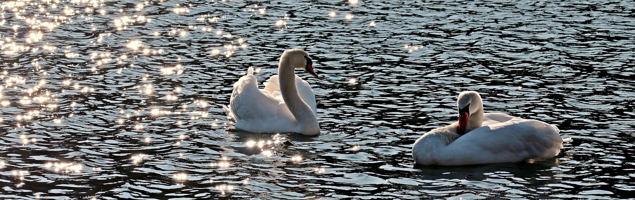 Image - swan swans water bird water white