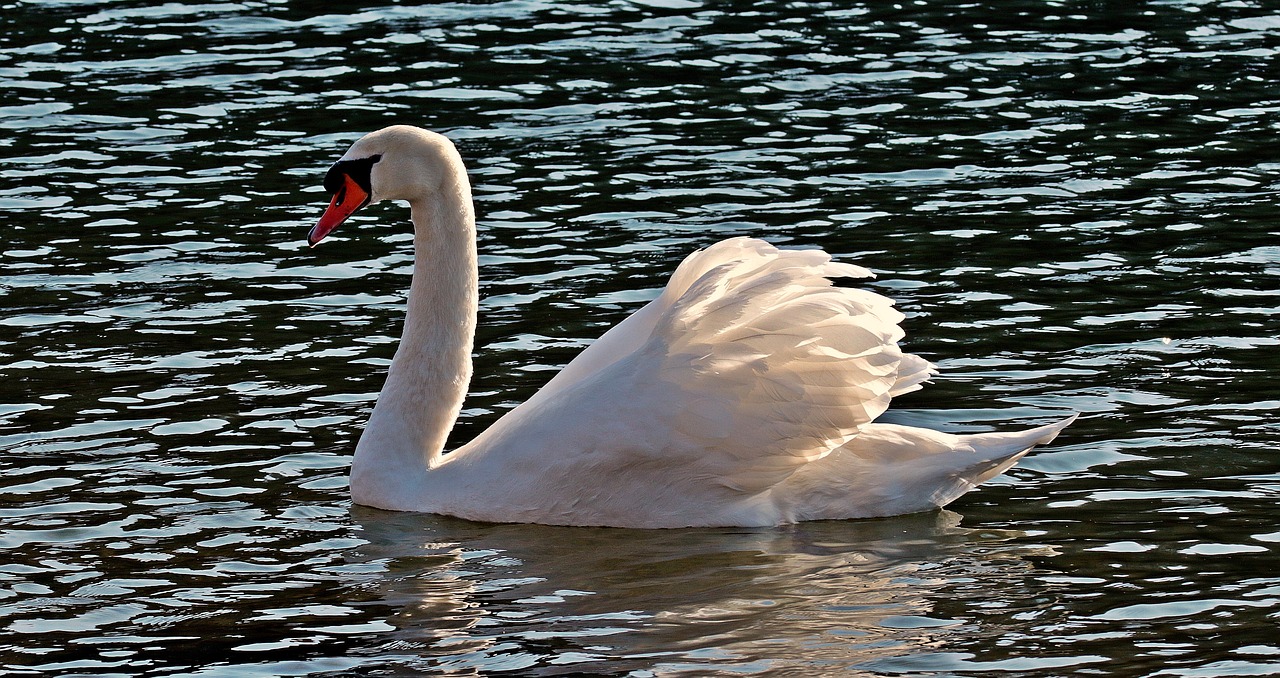 Image - swan water white water bird lake