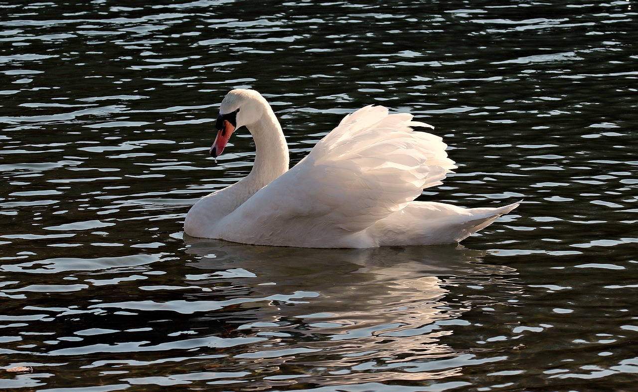 Image - swan water white water bird lake