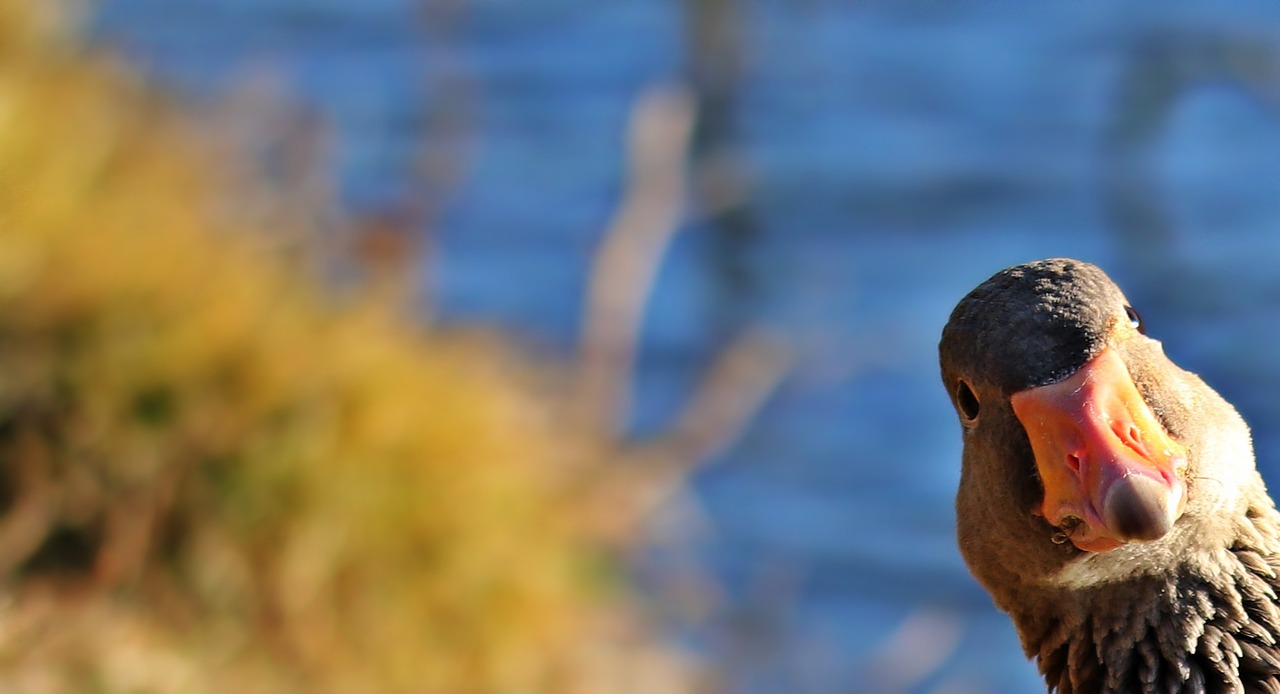 Image - goose wild goose bird water bird