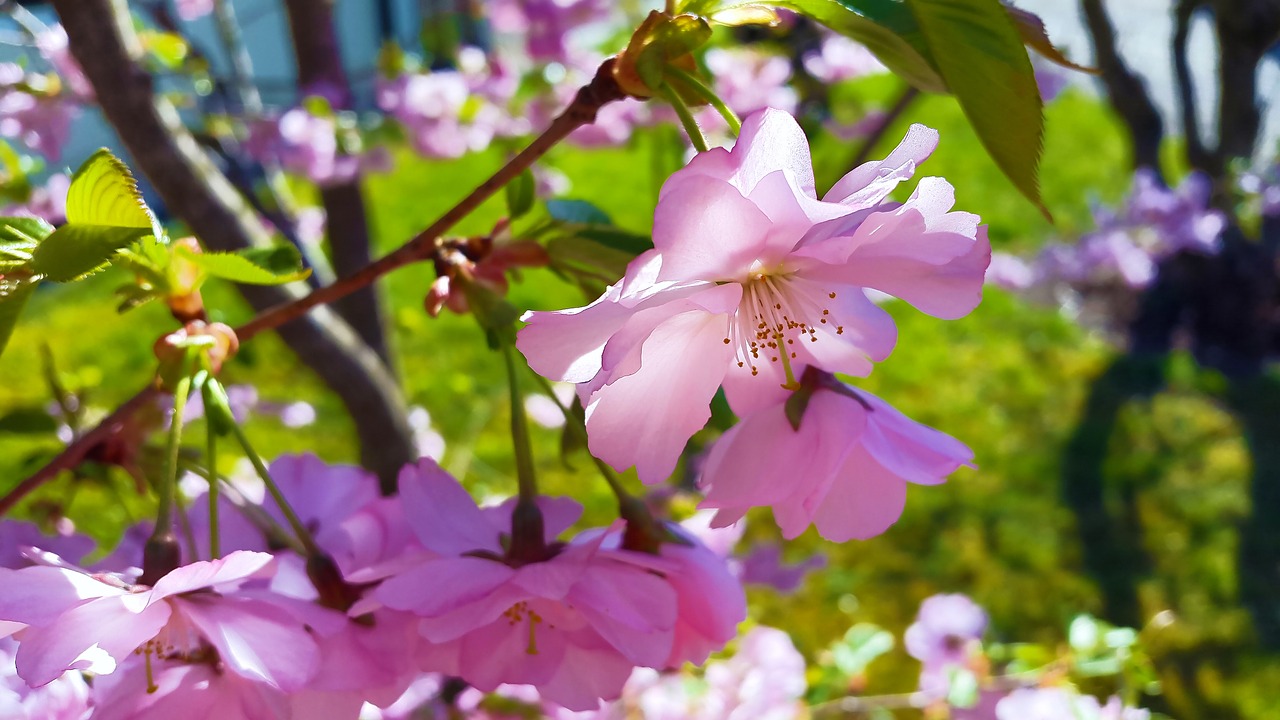 Image - blossom bloom spring nature