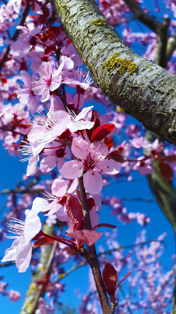 Image - blossom bloom spring white nature