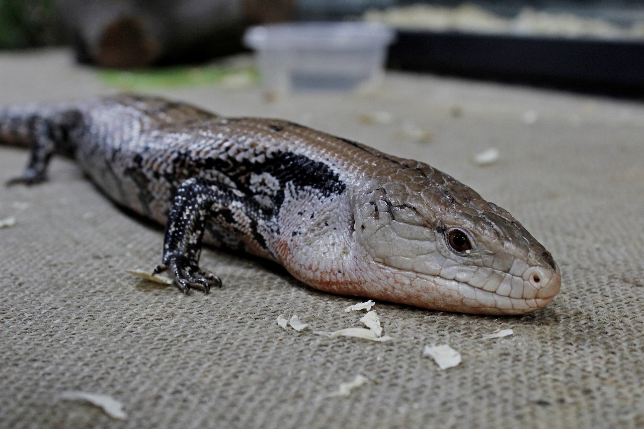 Image - lizard animal reptile nature wild