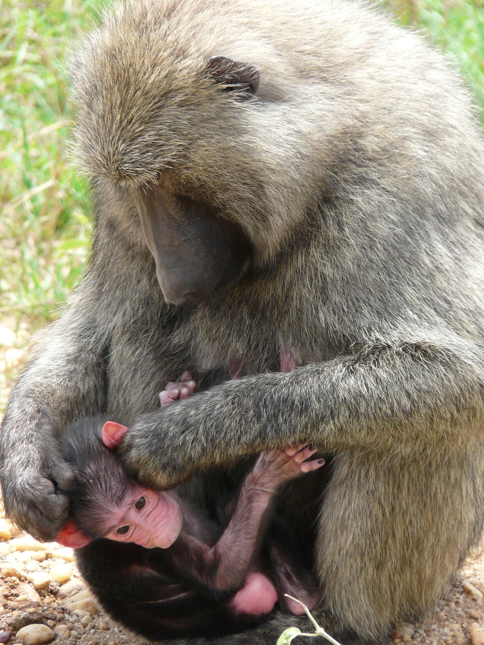 Image - olive baboon uganda primate anubis