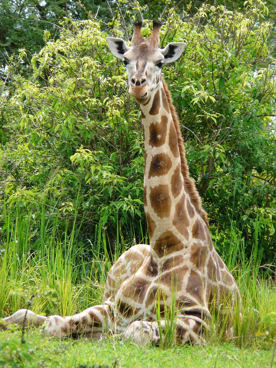 Image - giraffe young african wildlife