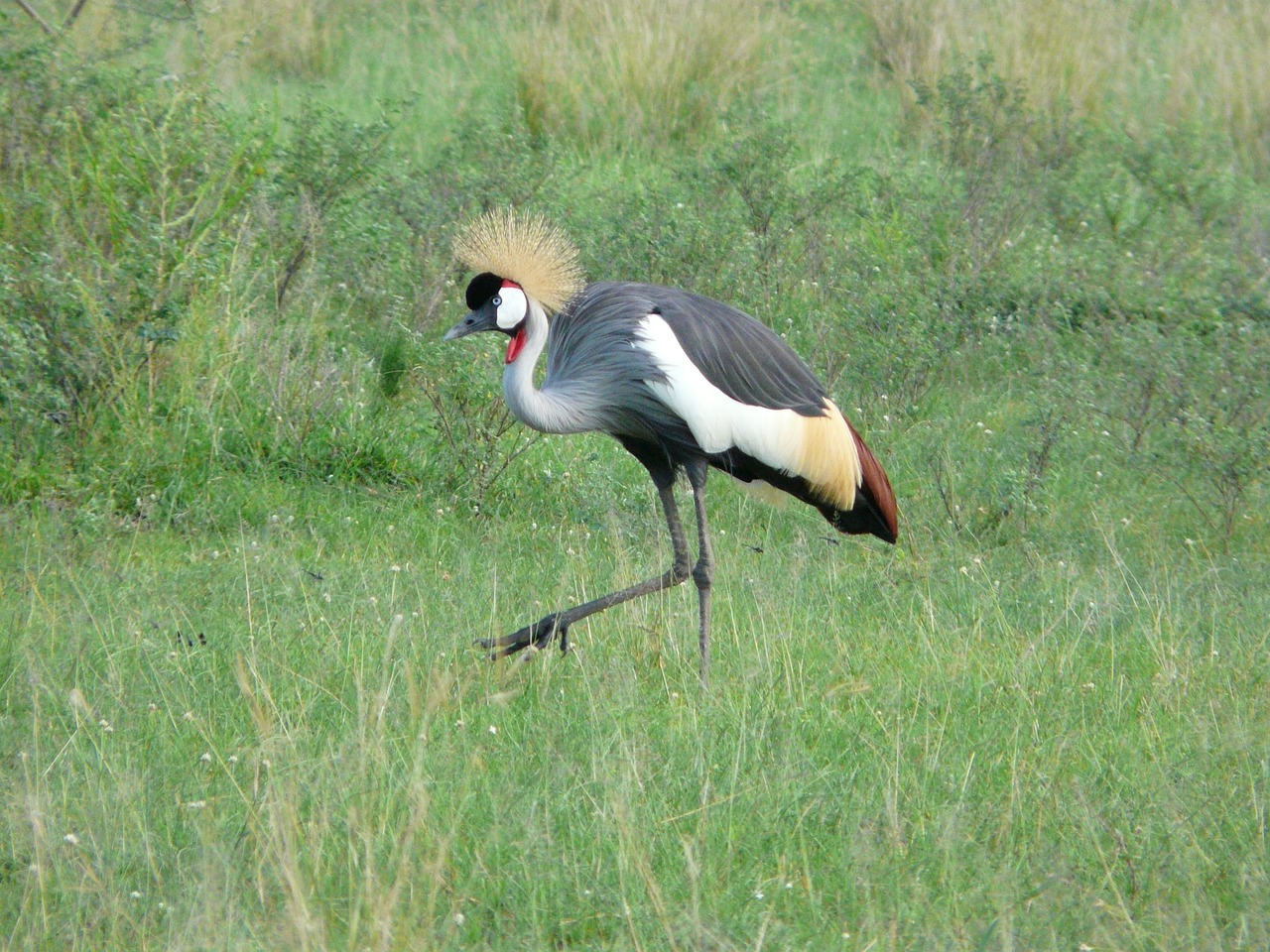 Image - crested crane uganda bird african