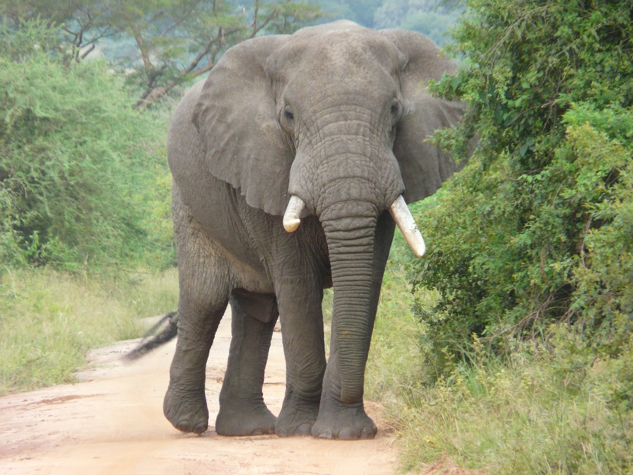 Image - elephant africa conservation