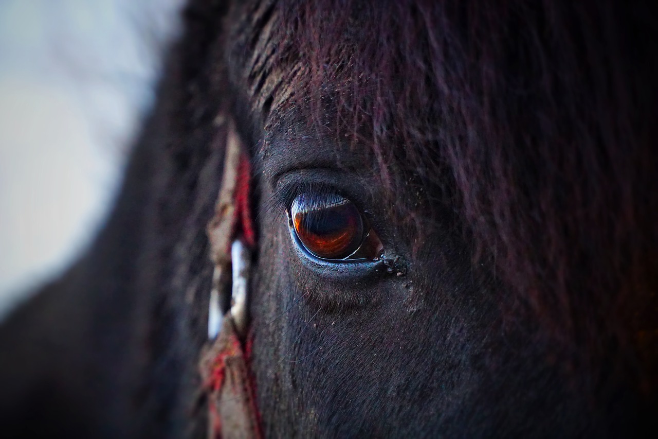 Image - horse eye horse head pferdeportrait