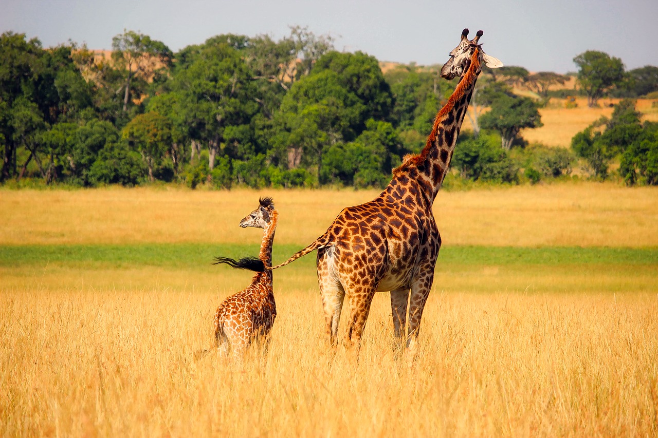 Image - giraffe animals wildlife africa