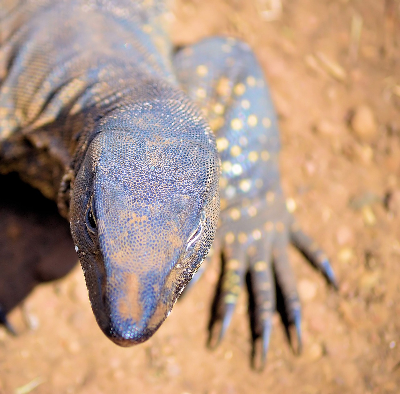 Image - lizard animals desert reptile