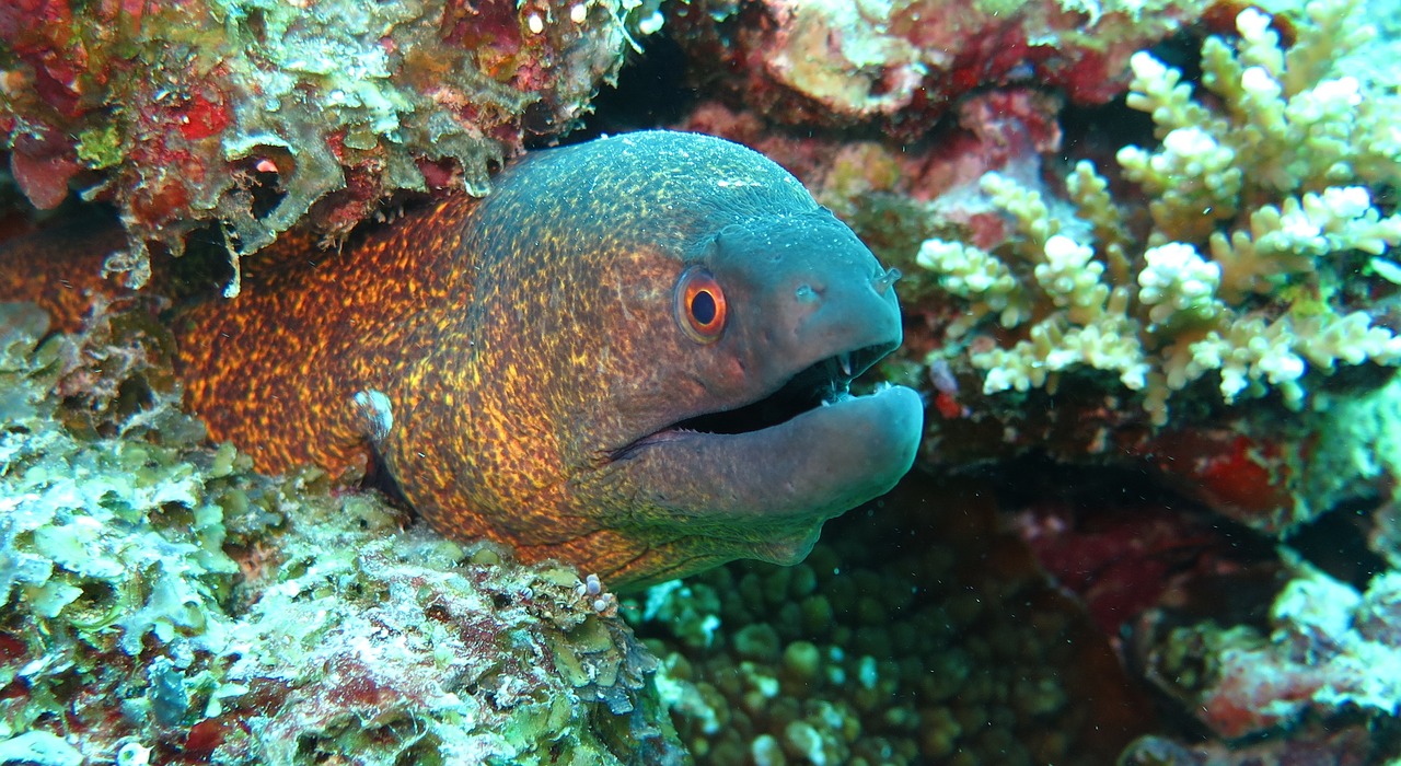 Image - moray eel fish sea ocean marine