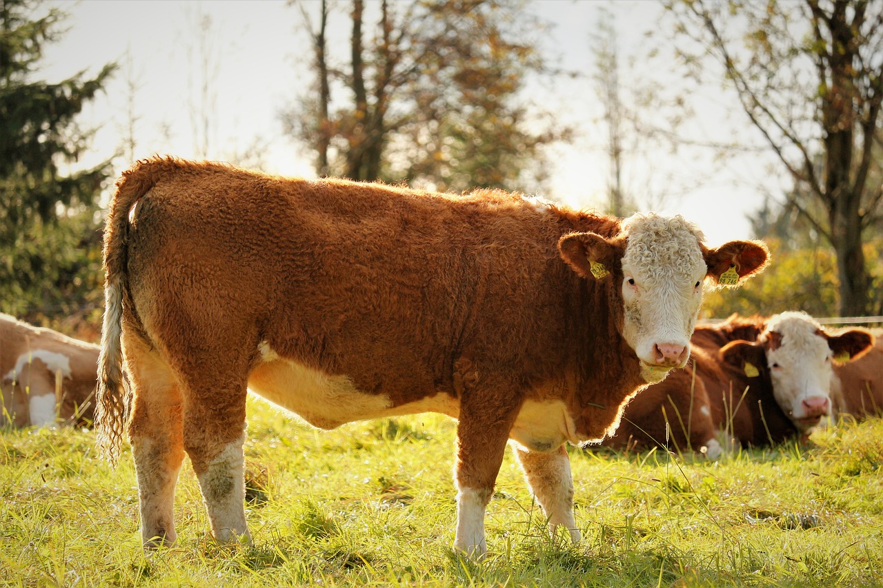 Image - cow meadow cows animal pasture