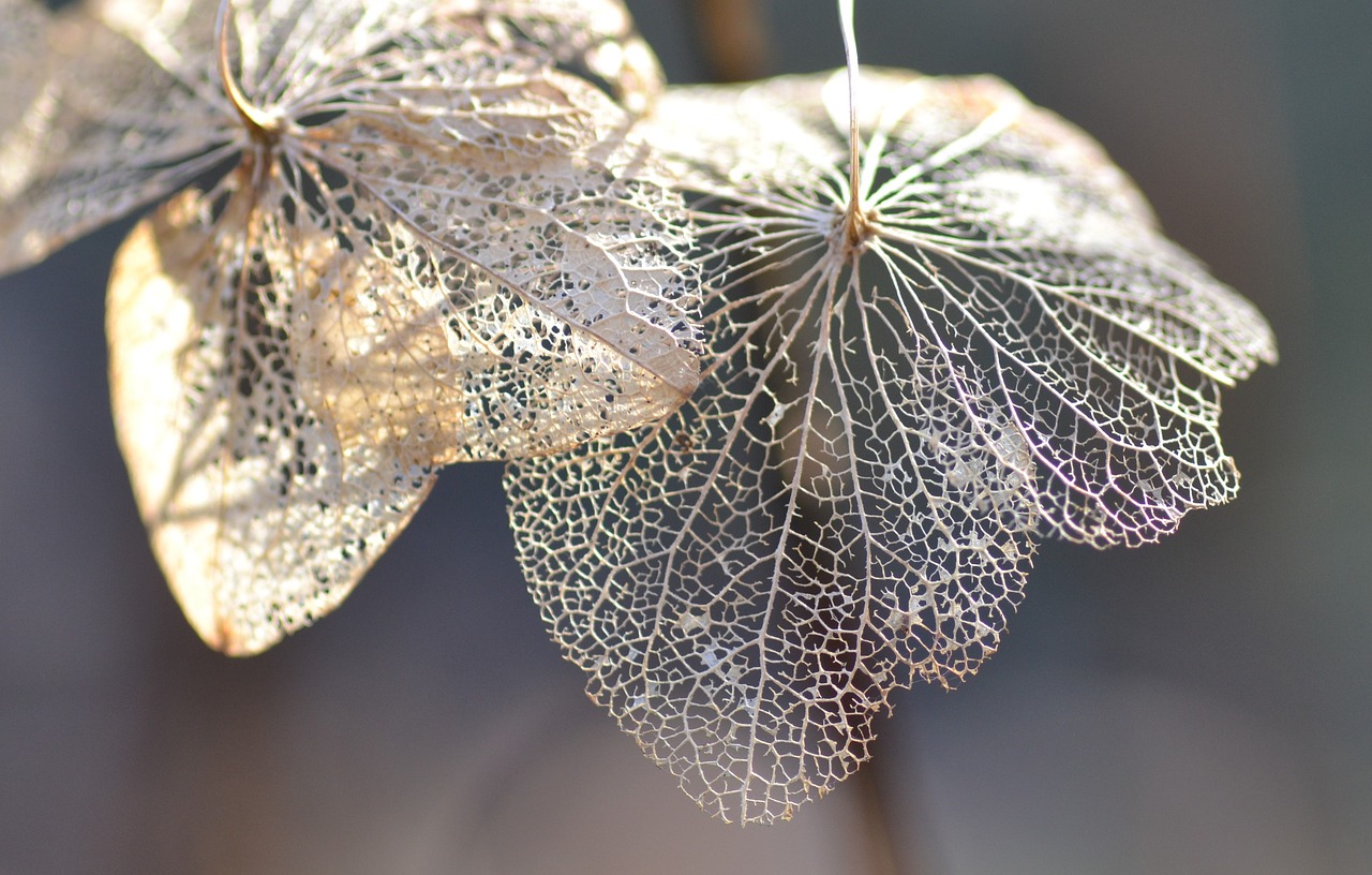 Image - flower macro nature winter