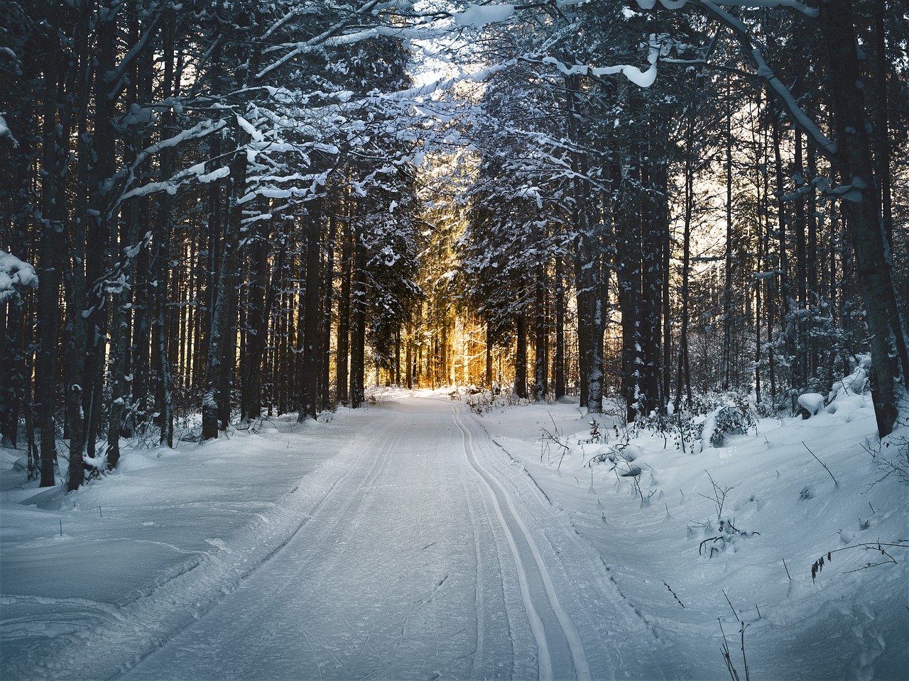 Image - cross country skiing forest snow