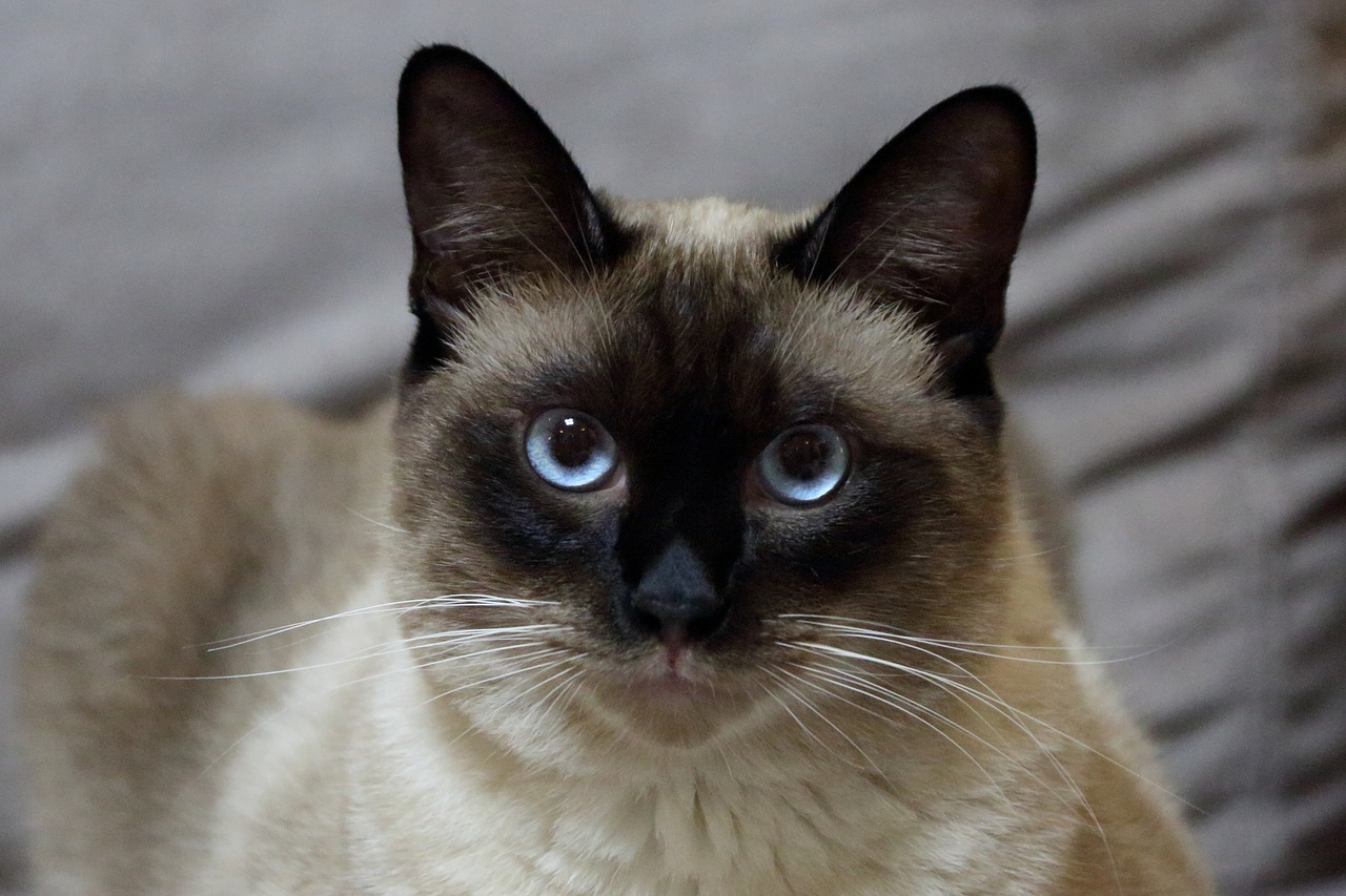 Image - cat pets siam elf easter
