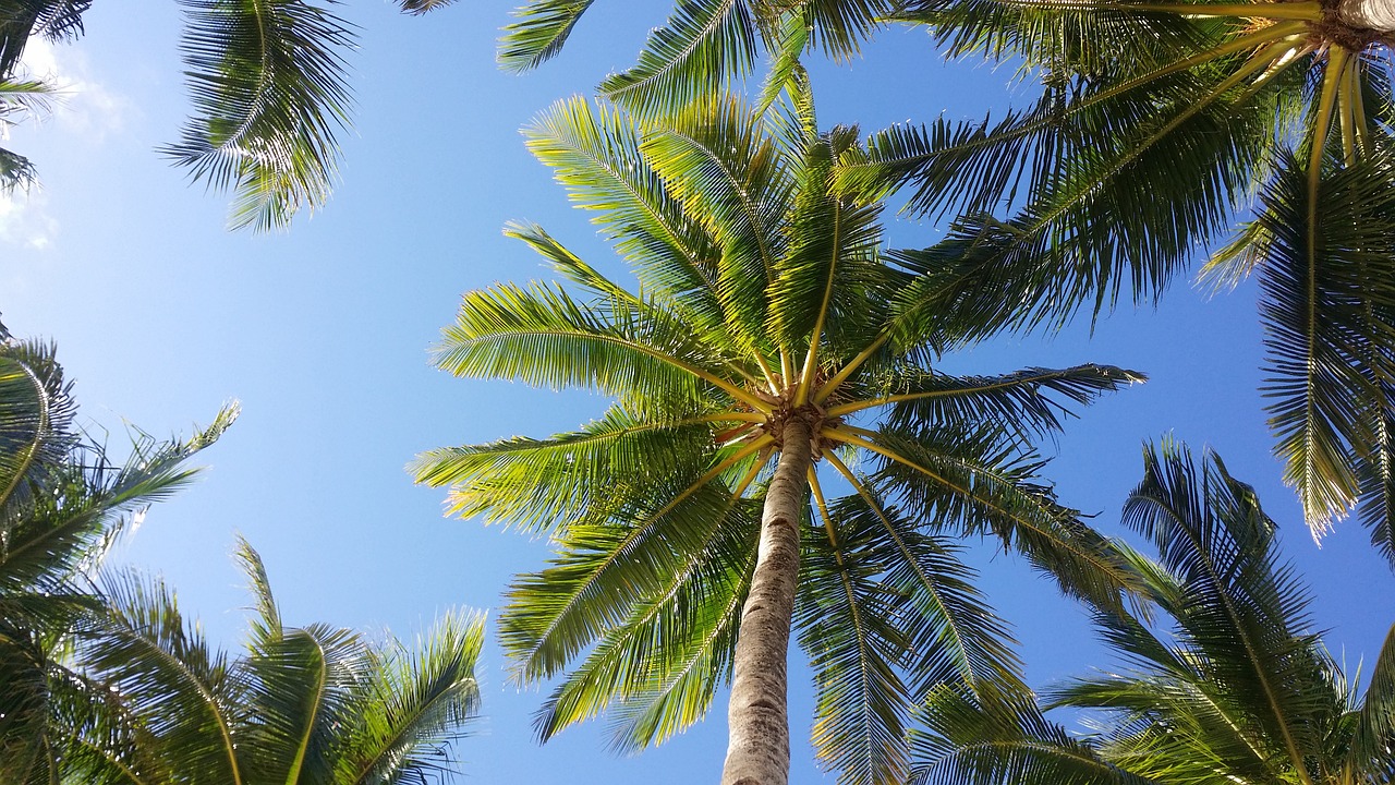 Image - palm tree sky boracay tropical