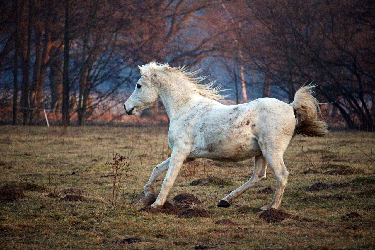 Image - horse mold gallop