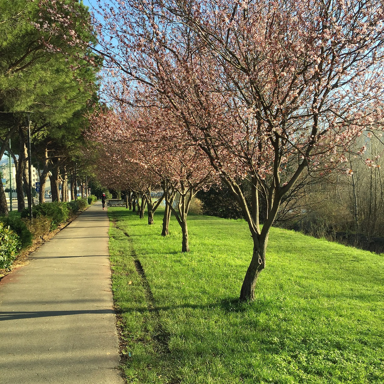 Image - spring trees walk park nature