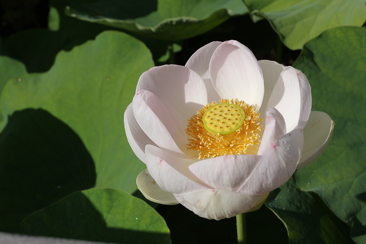 Image - lotus flower lotusflower nature