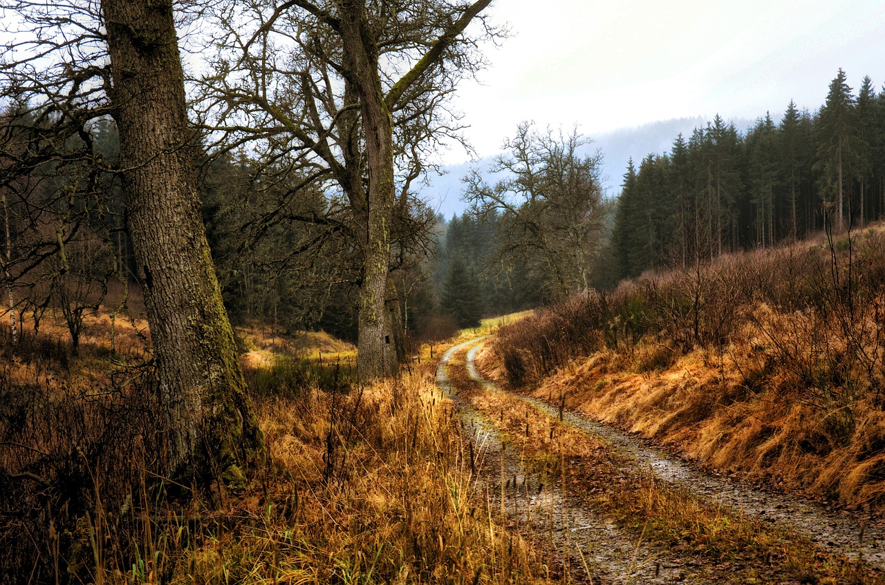 Image - forest track nature wood golden