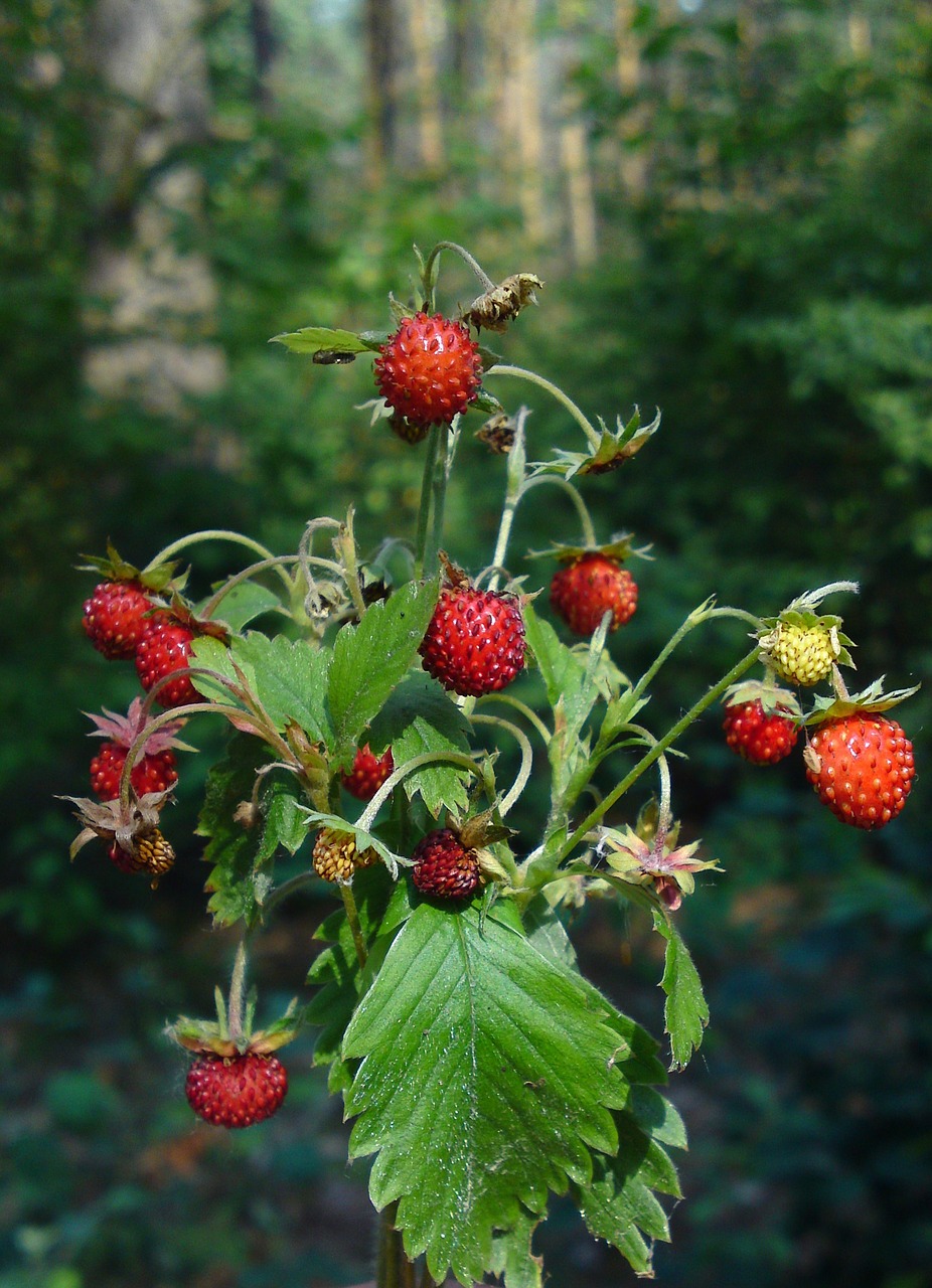 Image - wild strawberry berry forest plant