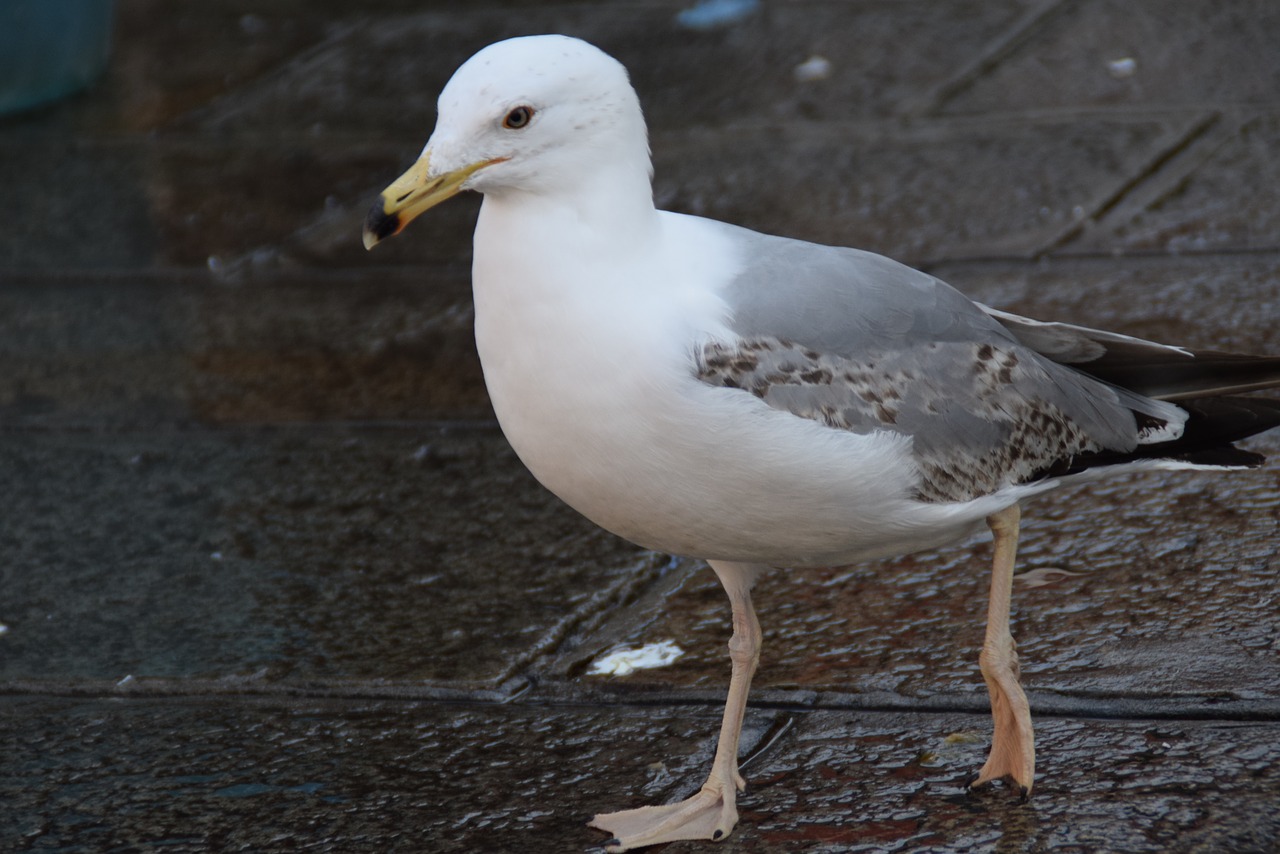 Image - gull bird portrait walk out bill