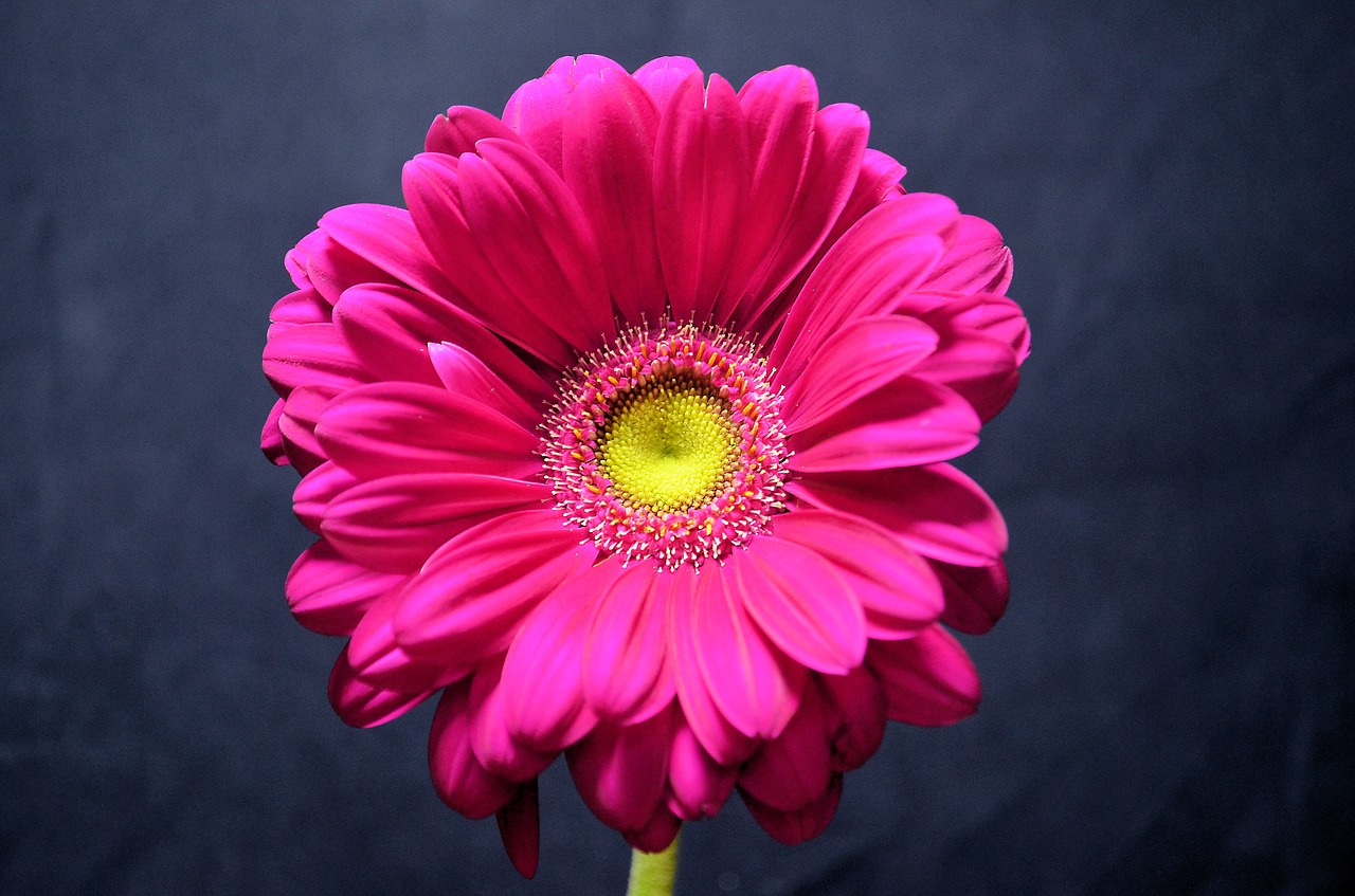 Image - germini flower pink petals bloom