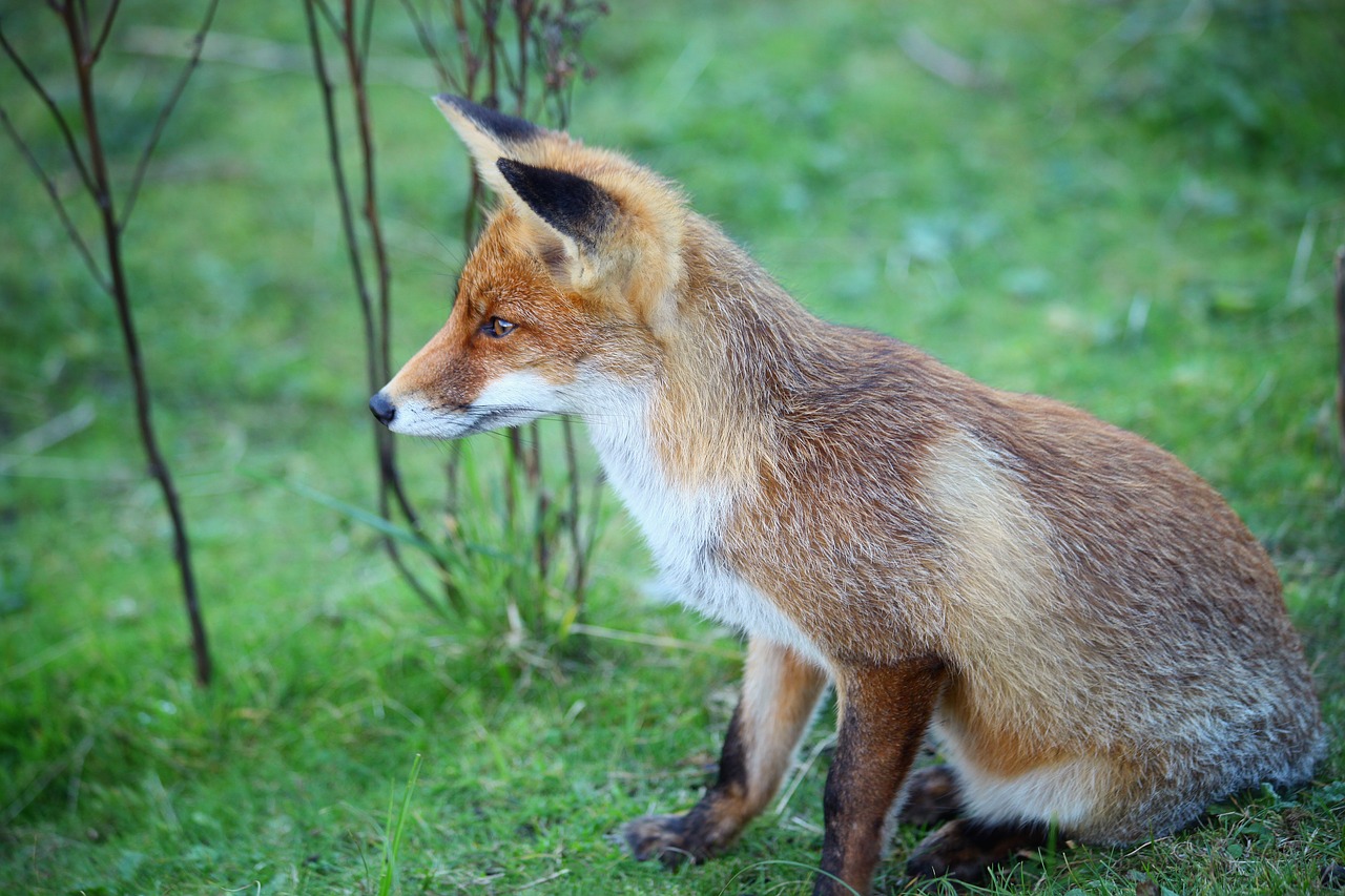 Image - fox animal wild wildlife nature