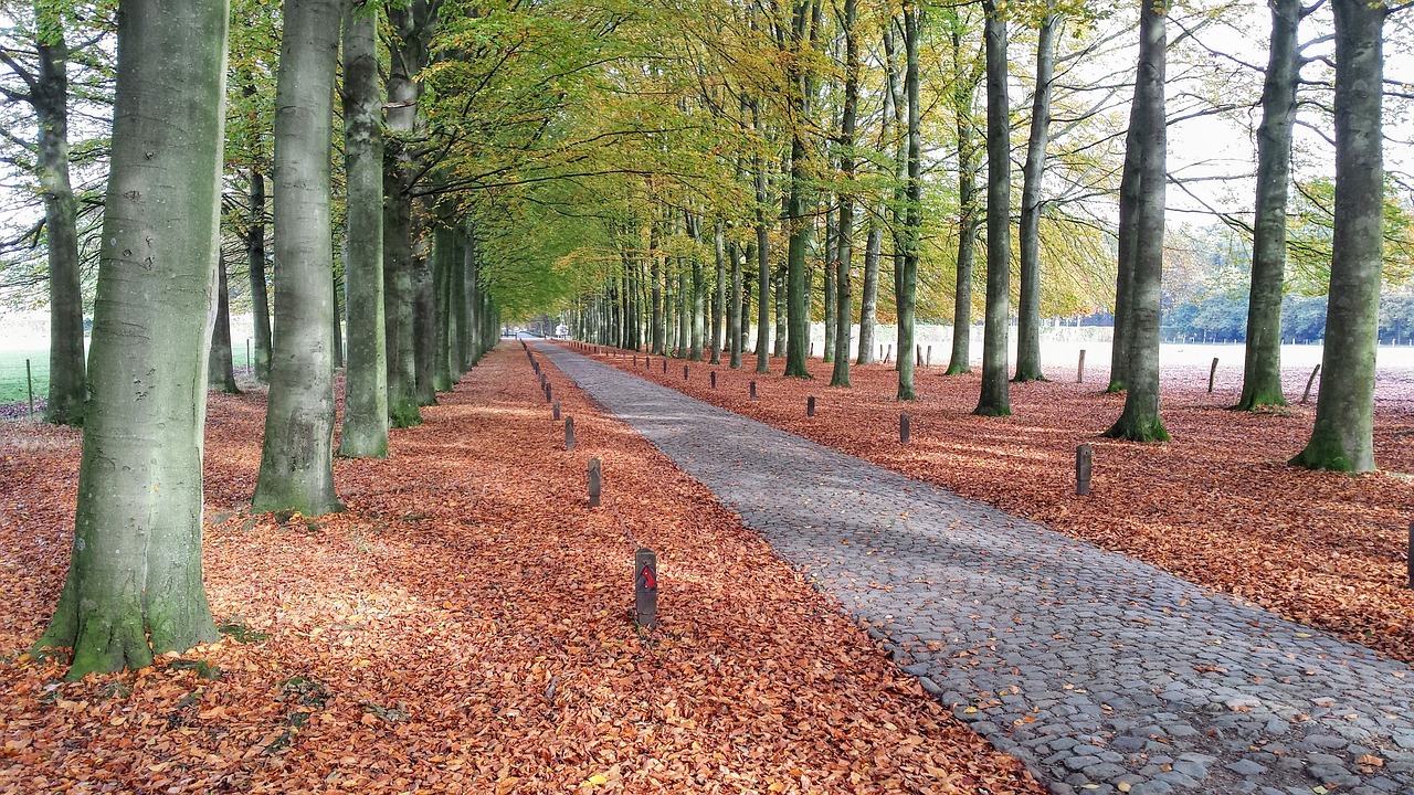 Image - forest path belgium trees nature