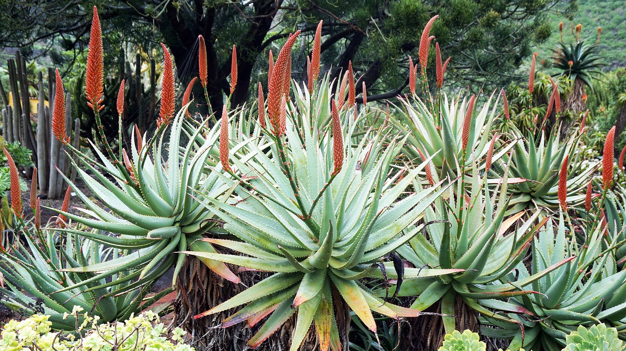Image - canary islands botanical garden
