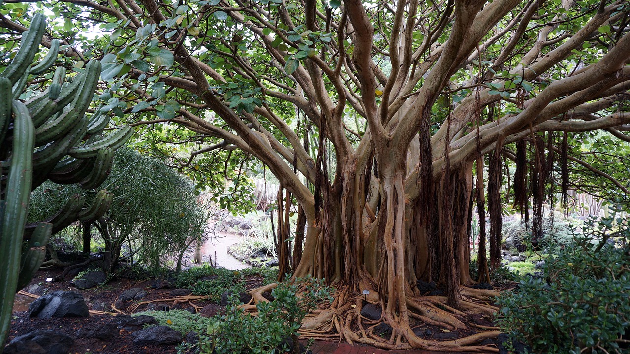 Image - canary islands botanical garden