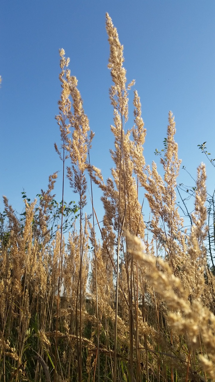 Image - field landscape game grass cereals